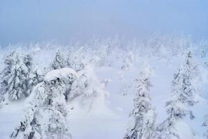 schneebedeckt bewaldet Berg bestehen während ein Schneesturm foto