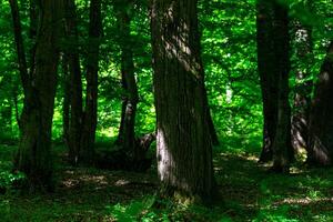 Stämme von alt Bäume im ein schattig Eiche Wald auf ein sonnig Tag foto