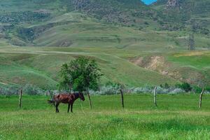 Weide im ein Berg Senke mit ein Weiden lassen Pferd foto