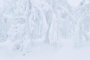 Licht Winter natürlich Hintergrund - - Geäst von Gebüsch und Bäume sind bedeckt mit Schnee nach ein Schneefall foto