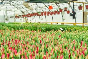 Tulpe Plantage im das Gewächshaus foto