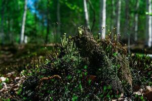 Überreste von ein verfault Stumpf im das Wald, bedeckt mit Moos und Flechte foto