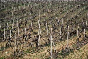 trocken Traube Winter beschnitten Reben im das Weinberg foto