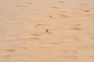 Wüste Eidechse Krötenkopf Agama späht aus von hinter ein Düne unter das Sand foto