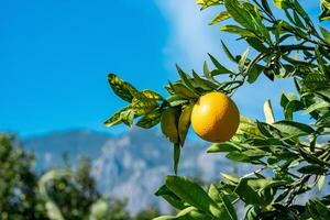 Reifung Orange Obst auf ein Ast im ein Obstgarten Nahansicht foto