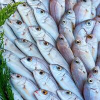 frisch Fisch auf das Zähler beim das Fisch Markt foto