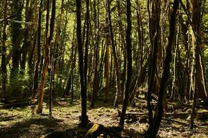 tot Buchsbaum Wald fällig zu Box Baum Motte Befall im Kaukasus, Russland foto