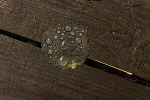 Tropfen von Wasser auf ein gefallen Blatt Lügen auf das Veranda foto