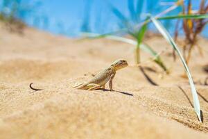 Eidechse krötenköpfig Agama unter das trocken Gras im das Dünen foto