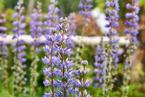 Lupine Blütenstand auf ein verschwommen natürlich Hintergrund foto