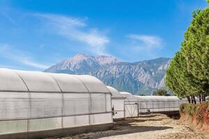 landwirtschaftlich Folientunnel im ein Berg Senke foto