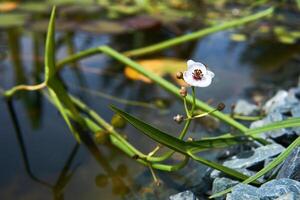 Sektion von ein klein bewachsen Teich mit Pfeilspitze Blume foto