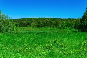 fen Wiese mit Gras Büschel auf das Kante von das Wald foto