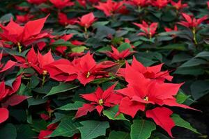 rot Blumen von Weihnachtsstern, ebenfalls bekannt wie das Weihnachten Star oder Bartholomäus Star foto