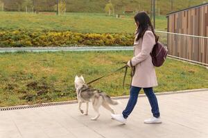 Frau mit Hund Gehen im das Herbst Park foto