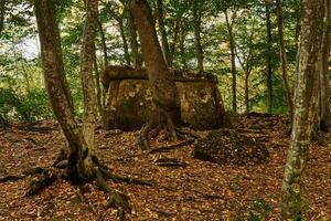 uralt Megalith Dolmen unter Bäume im ein Herbst Hain foto