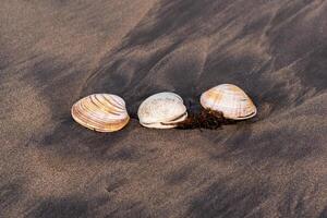 drei Muscheln von Surfen Venusmuscheln auf schwarz vulkanisch Sand foto