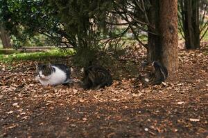 Kolonie von streunend Katzen versteckt von das Regen unter ein Baum im das Park foto