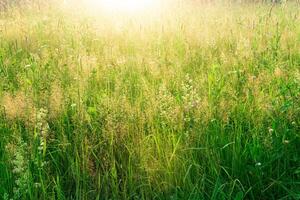 Wiese Gräser im das Sonne, warm natürlich Hintergrund foto