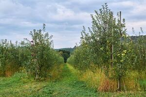 Gang zwischen Reihen von jung Obst Bäume auf ein Apfel Obstgärten foto