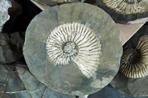 Fossil von ein ausgestorben Ammonit Muschel Innerhalb ein geknackt Konkretion foto
