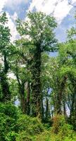hoch Bäume im ein subtropisch Liane Wald foto