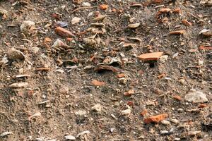 Besetzung Erde - - Schichten von Boden mit Fragmente von uralt Keramik und Muscheln unter das Rasen Schicht foto