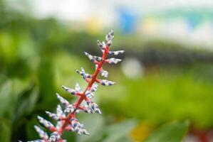 Aechmea Blütenstand Nahansicht auf ein verschwommen Hintergrund foto