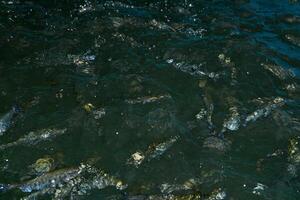 Forelle planschen im das Wasser beim ein Fisch Bauernhof warten zum Fütterung foto