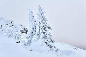 schneebedeckt Tanne Bäume auf das Steigung von ein Winter Berg foto