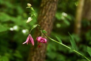 lila Blumen von Martagon Lilie auf ein verschwommen natürlich Hintergrund foto