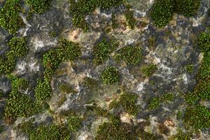 Hintergrund, Textur - - Grün Moos auf das Oberfläche von das Felsen foto