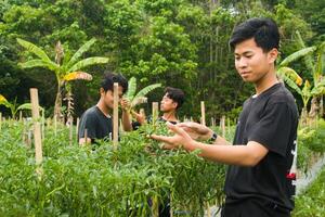 drei jung asiatisch Bauern sind Ernte Chilischoten im das Garten tragen schwarz T-Shirts während das Tag foto