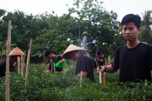 5 jung asiatisch Bauern sind Sortierung Chilischoten zum Ernte im das Garten. während das Tag mit traditionell Werkzeuge und schwarz T-Shirts foto