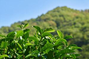 Blätter von Tee Gebüsch auf ein Plantage Nahansicht gegen ein Hintergrund von verschwommen Berge foto