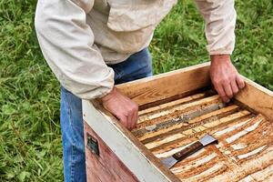 Imker entfernt das Bienenwabe Rahmen von das Bienenstock foto