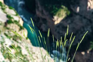 dünn Ährchen von wild Gras gegen das Hintergrund von ein verschwommen Berg Schlucht mit ein tobt Strom foto