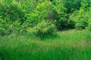 natürlich Landschaft, grasig Wiese beim das Kante von ein laubabwerfend Wald foto