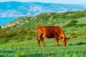 rot Kuh Weiden lassen im ein Berg Wiese foto