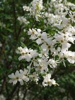Frühling Weiß Blüten foto
