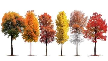 ai generiert Sammlung Herbst Bäume ist isoliert auf Weiß Hintergrund foto