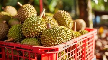 ai generiert das geerntet Durian sind Schnitt und stellen im das rot Korb im das Garten, Produkt Qualität zum Export foto