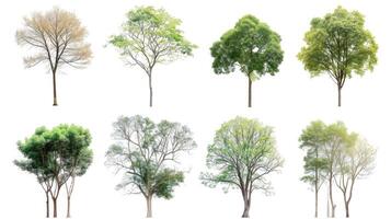 ai generiert Sammlung von Bäume isoliert auf Weiß Hintergrund foto