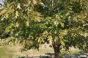 ein sonnig Stadt Park, ein gemütlich Platz beim Tabellen unter ein breit Baum foto