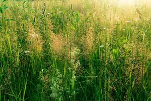 Wiese Gräser im das Sonne, warm natürlich Hintergrund foto