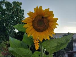 ein schön groß Sonnenblume und ein Hummel und ein Biene auf es ist Saat foto