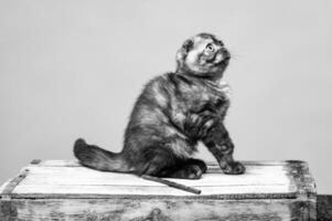 grau Katze mit schön Augen auf ein grau Hintergrund. foto