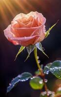 ai generiert schön ein Rosa Farbe Rose im Studio foto