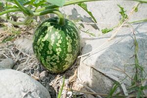 ein wild Wassermelone wachsend entlang das Banken von ein Fluss im Spanien. foto