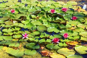 bunt Lotus Blume über das See. Nelumbo ist ein Gattung von Wasser- Pflanzen mit groß, auffällig Blumen. foto
